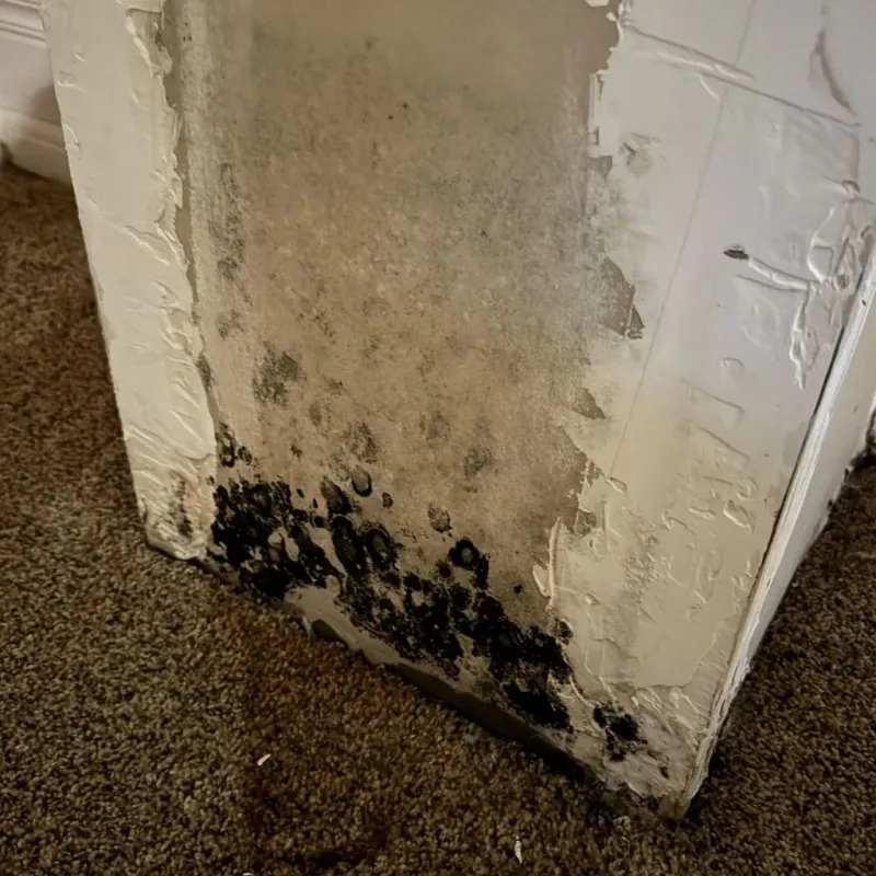 Professional Mold Removal in Warrensburg, NY